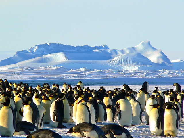 emperor-penguins-429127_640